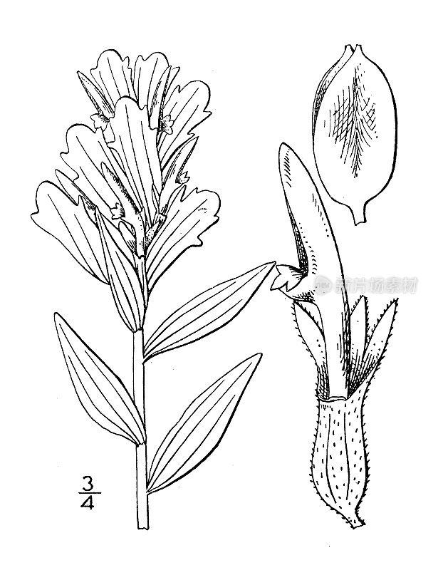 古董植物学植物插图:Castilleja acuminata, Lance叶画杯